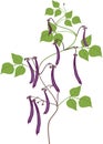 Bean plant with ripe purple pods and green leaves